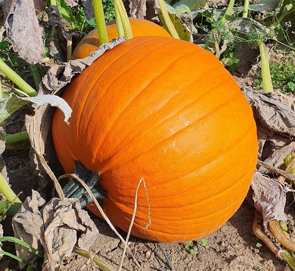 Produktfoto zu Kürbis Halloween