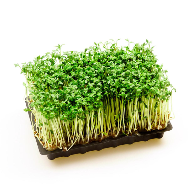 Produktfoto zu Kresse fein