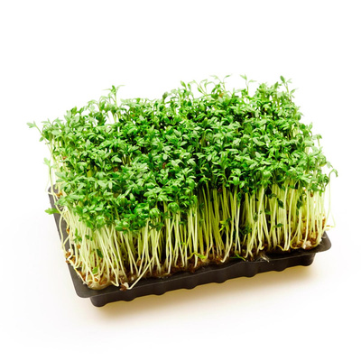 Produktfoto zu Kresse fein